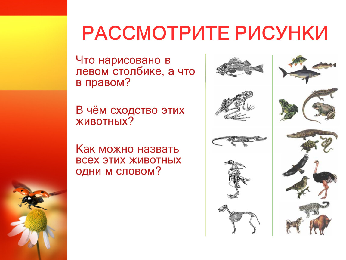 Как нарисовать Позвоночные животные рисунок легко - 42 рисунка для срисовки на тему