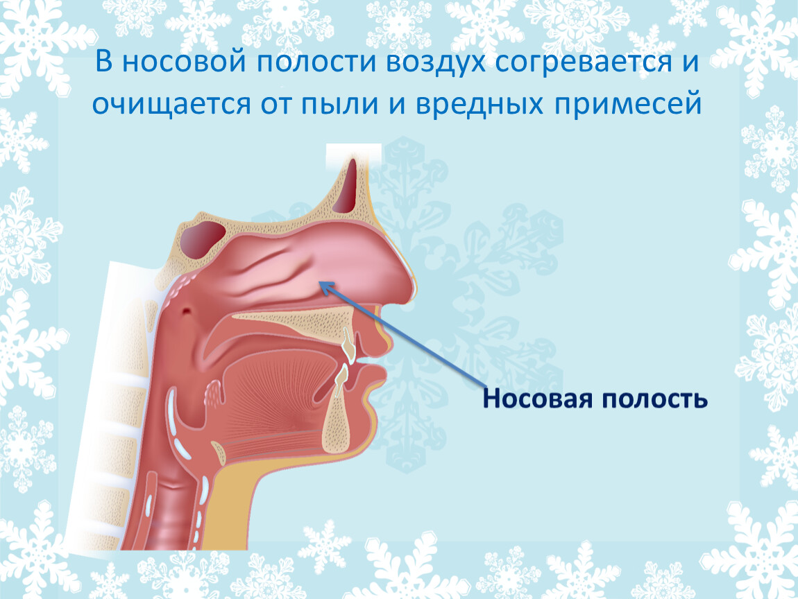 Очищается. В носовой полости воздух согревается. Согревание воздуха в полости носа. В носовой полости воздух согревается и очищается. Носовая полость.