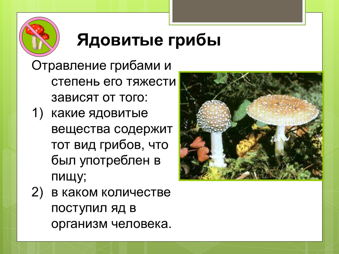 Подготовь сообщение о любых ядовитых растениях грибах. Сообщение о ядовитых грибах. Ядовитые грибы доклад. Ядовитые грибы конспект. План о ядовитых грибах.