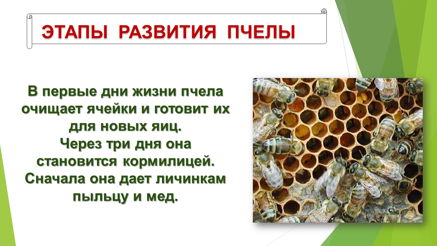 Таблица развития пчел. Этапы развития пчелы. Этапы жизни пчелы. Стадии развития пчелы. Цикл развития пчелы по дням.