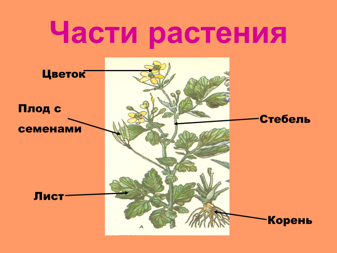 Назови части растений. Части растения. Корень стебель лист цветок. Части растений корень стебель. Корень стебель лист плоды.