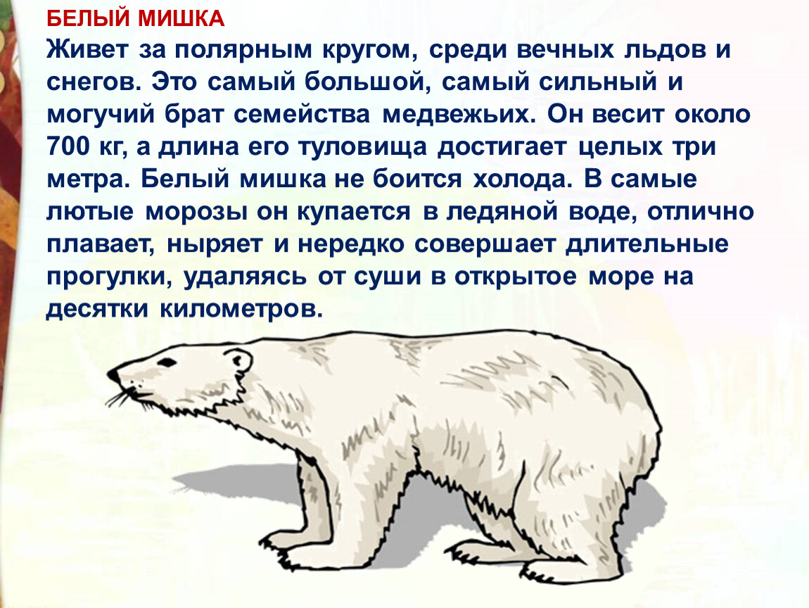 В африке живут медведи. Такая собака необходима за полярным кругом. Сообщение как живется за северно полярным кругом людям.