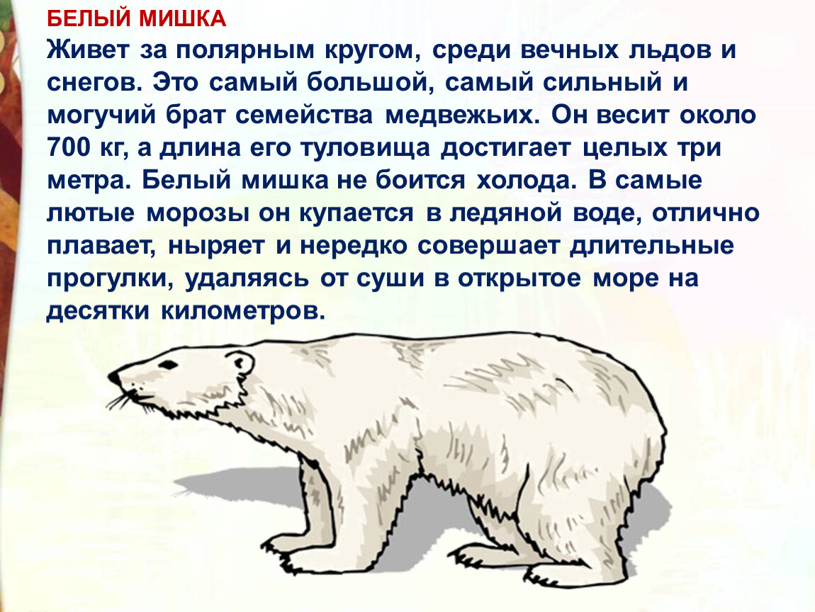 В австралии живут медведи. Такая собака необходима за полярным кругом. Сообщение как живется за северно полярным кругом людям.