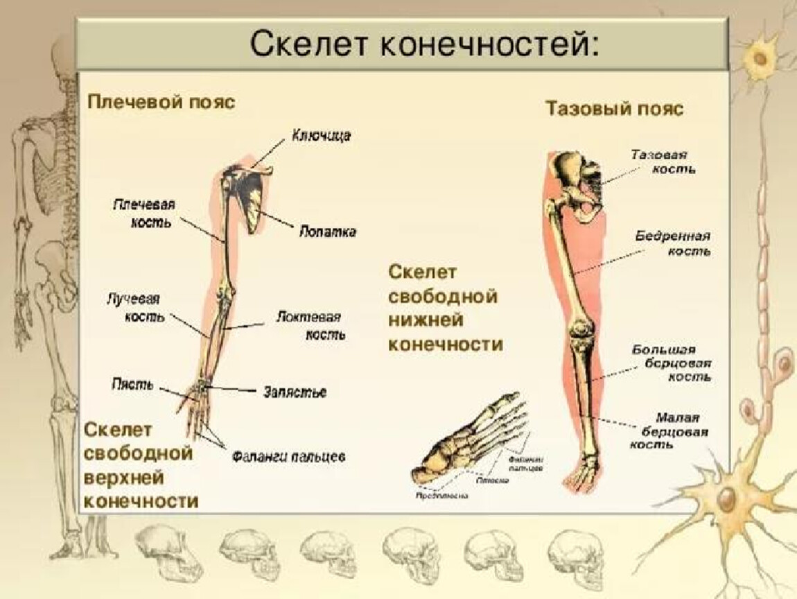 Нижних конечностей это что. Скелет пояса верхних конечностей состоит. Скелет свободных конечностей строение. Строение костей верхней конечности анатомия. Кости составляющие скелет нижней конечности.