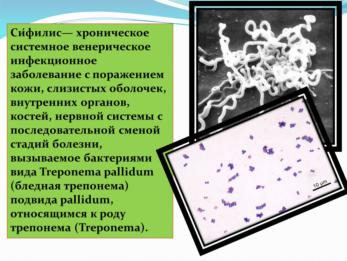 Заболевания передающиеся микроорганизмами. Заболевания кожи вызванные микроорганизмами. Инфекционные заболевания кожи и слизистых оболочек. Сифилис вызывается бактериями. Бледная трепонема строение.