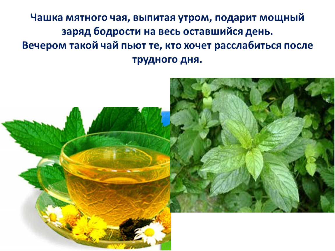 Чай лекарственных растений для детей