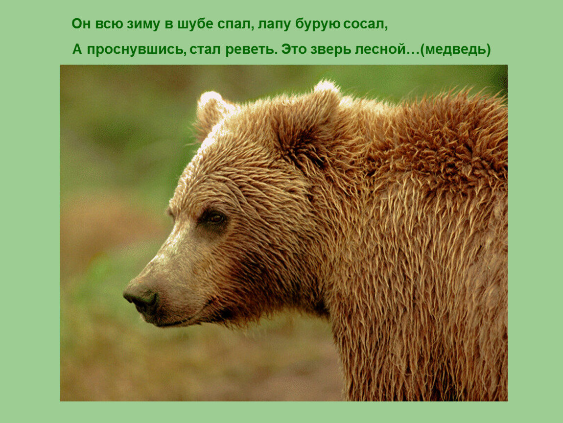Бурый медведь приспособления. Проект про бурого медведя. Медведь красная книга. Бурый медведь слайд. Бурый медведь надпись.