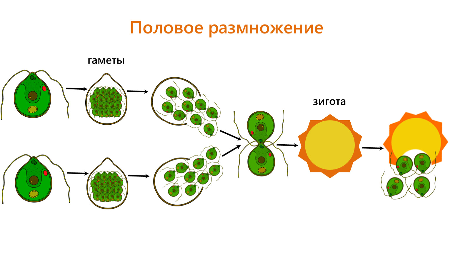 После слияния гамет образуется особая клетка. Размножение споровых растений 6 класс. Зигота споровых растений. Размножение половое клеток гамет. Половое размножение споровых растений.