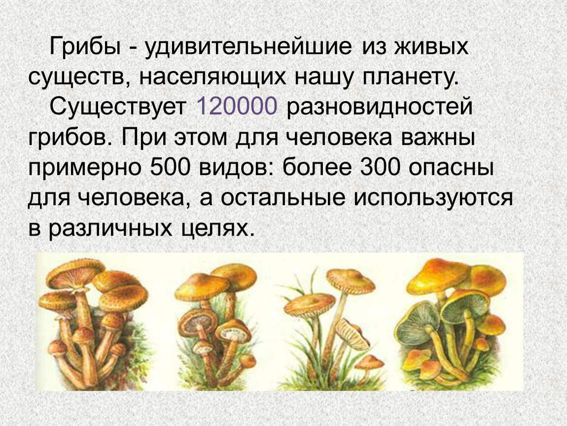 Грибы условия жизни. Грибы разнообразие. Многообразие грибов. Роль грибов в природе. Слайд на тему грибы.