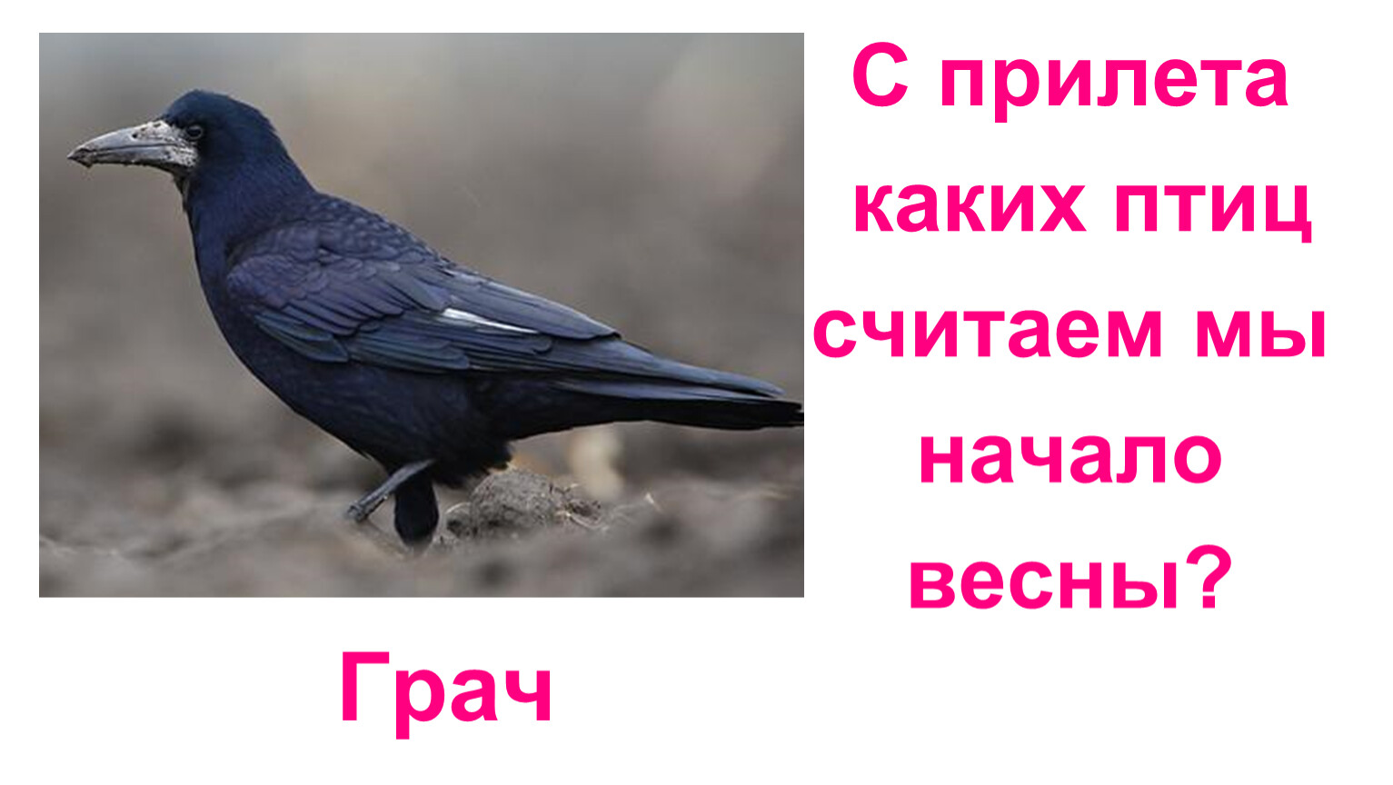 Птица гудит. Мы считали птиц. С прилета каких птиц считается начало весны. Считаем птиц.