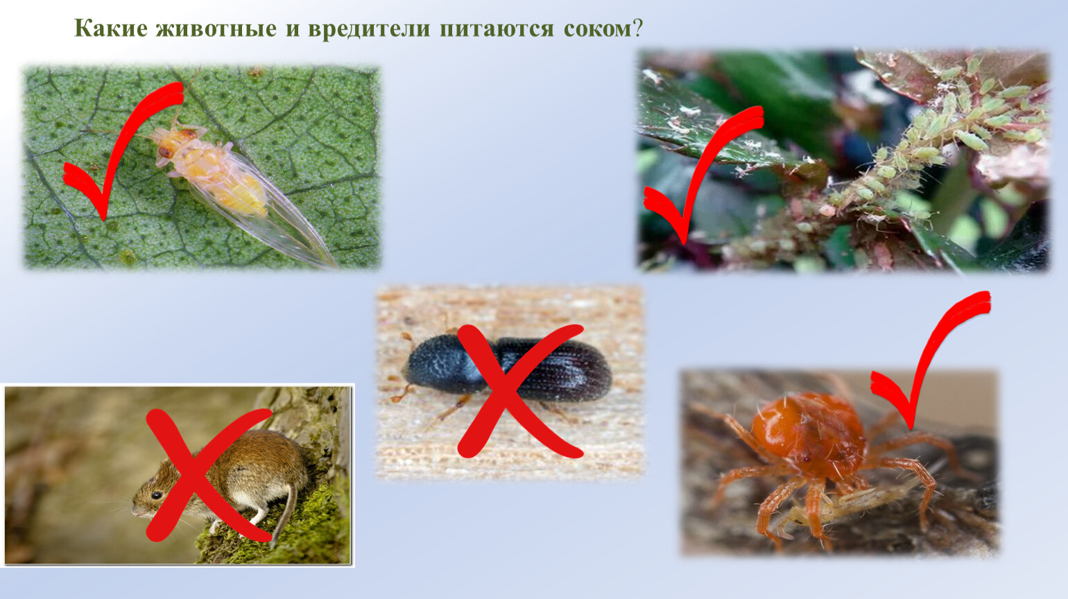 Какие животные и вредители питаются соком ?