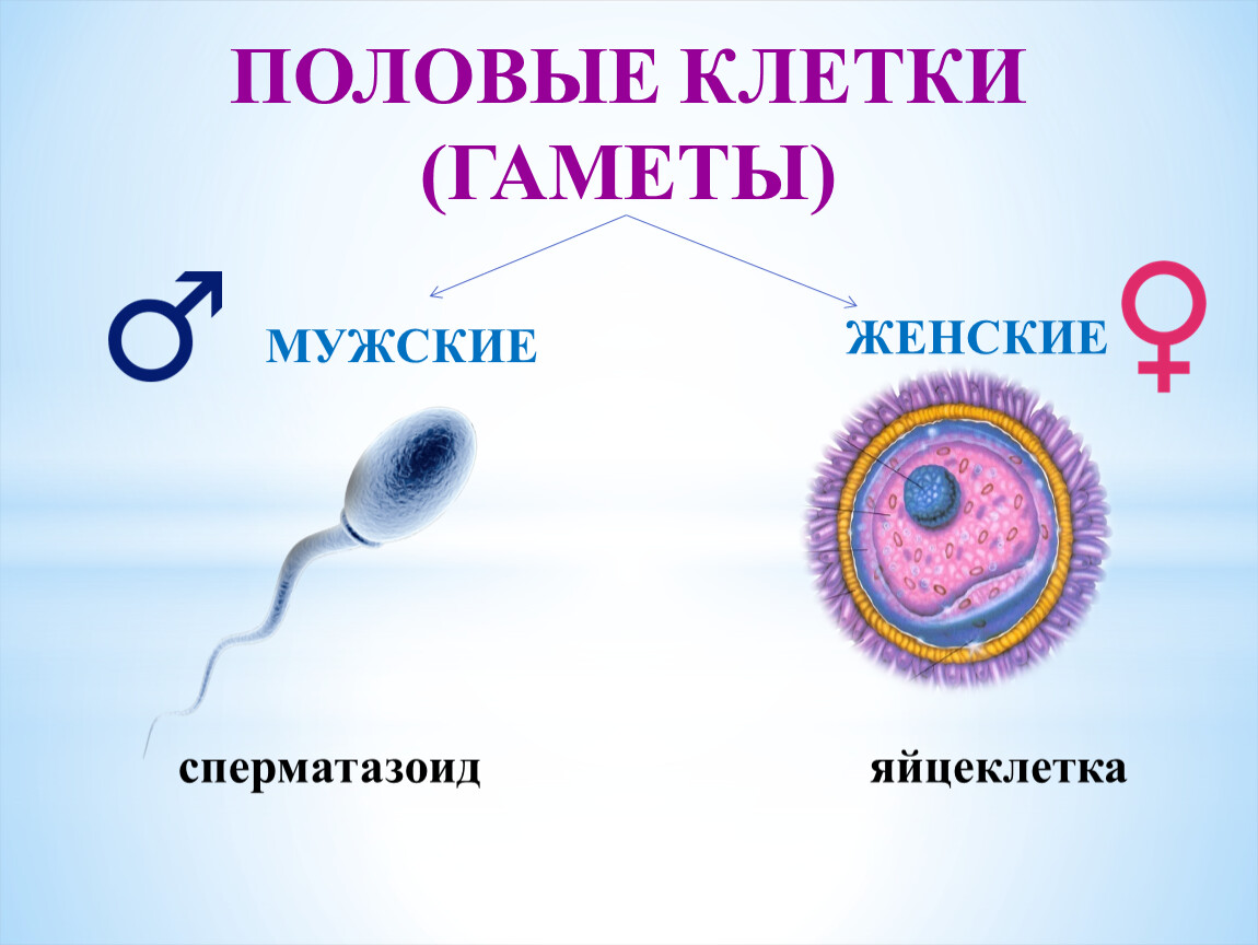 Процесс слияния спермиев с яйцеклеткой. Строение яйцеклетки биология 10. Половые клетки. Мужские и женские гаметы. Женские половый клетки.