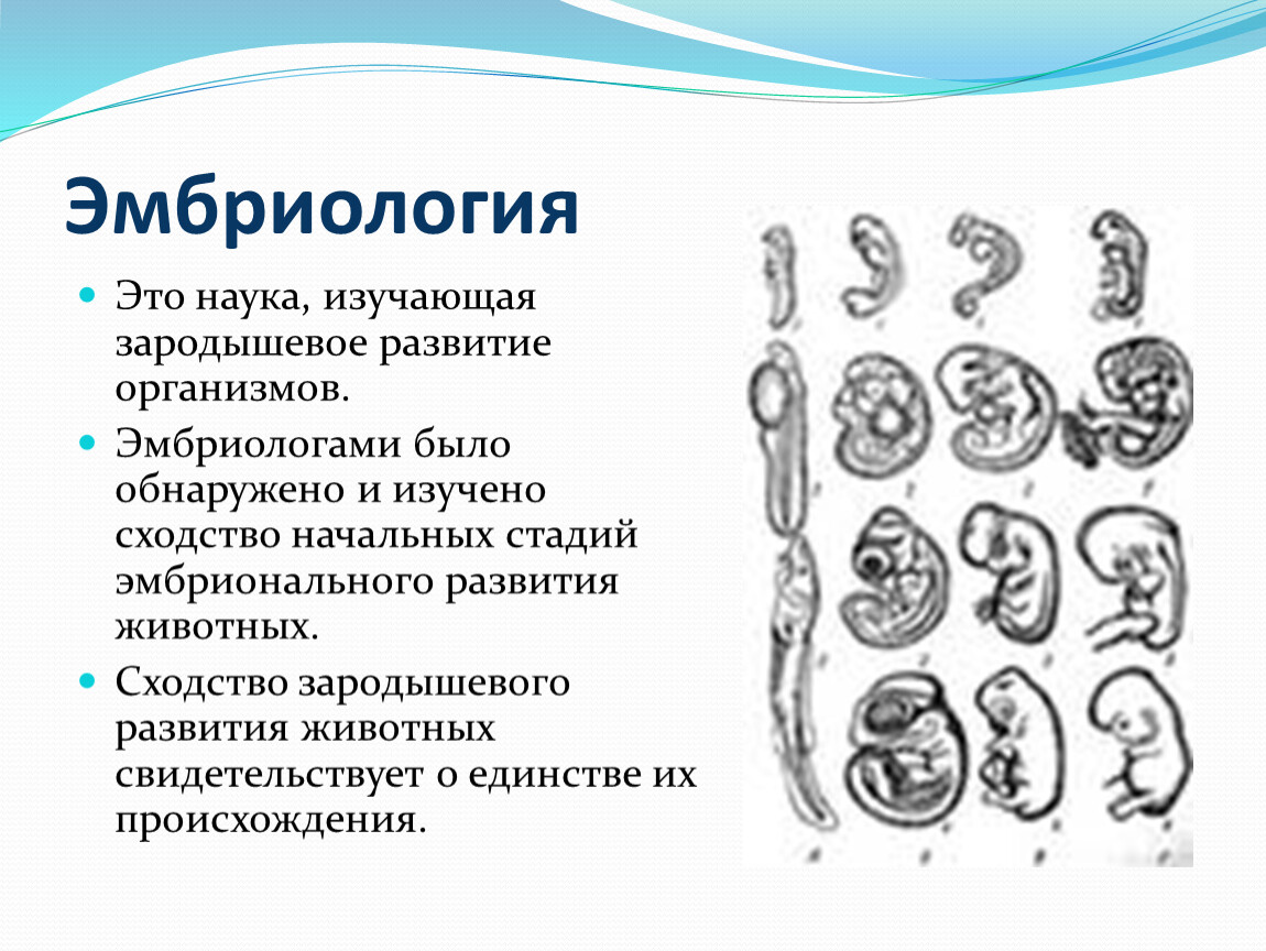 Первая стадия зародышевого развития в результате которой. Этапы эмбрионального развития позвоночных животных. Эмбриология доказательства эволюции. Эмбриология, сходство зародышей организмов. Эмбриология стадии развития эмбриона.