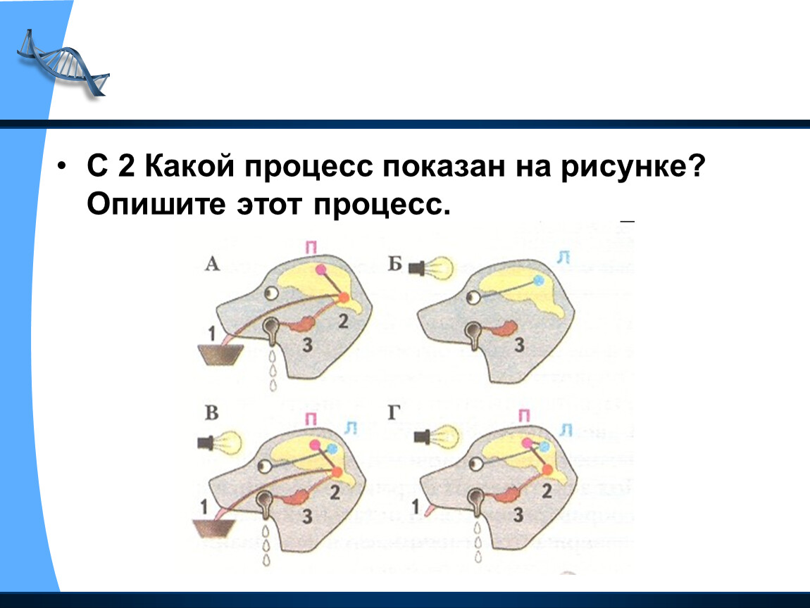 Часть какого процесса показана на рисунке