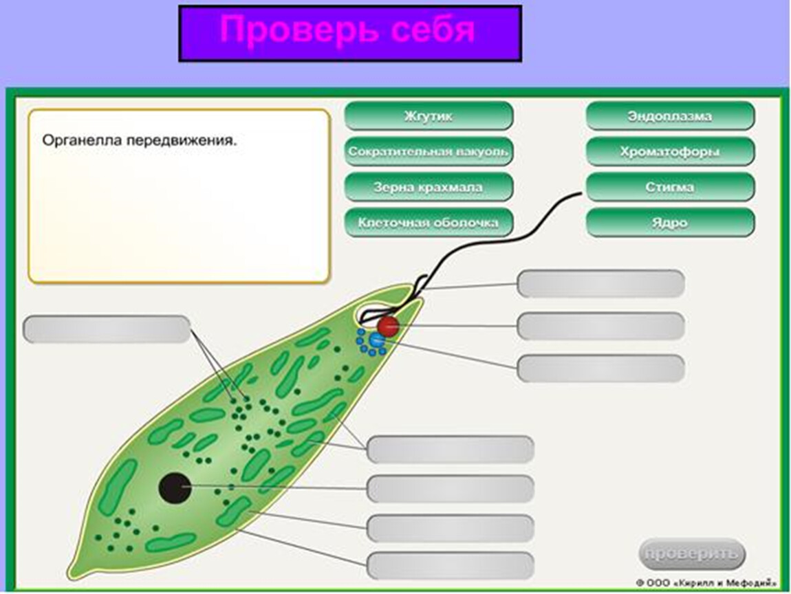 Работа 1 простейшие. Строение клетки эвглены зеленой. Эвглена зеленая биология 7 класс. Эвглена зелёная строение клеточная стенка. Строение строение эвглены зелёной.