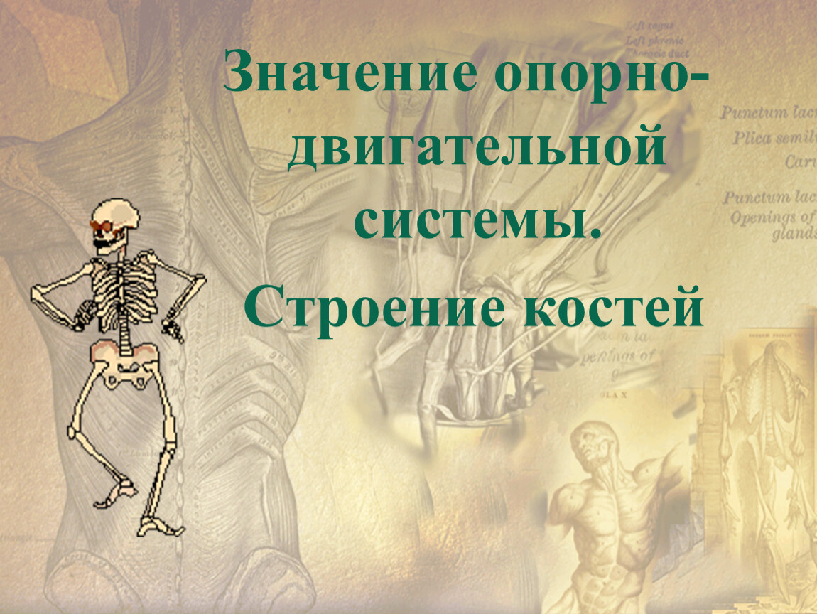 Костя значение. Значение опорно-двигательной системы. Опорно двигательная значение. Значение опорно-двигательного аппарата. Значение двигательной системы.