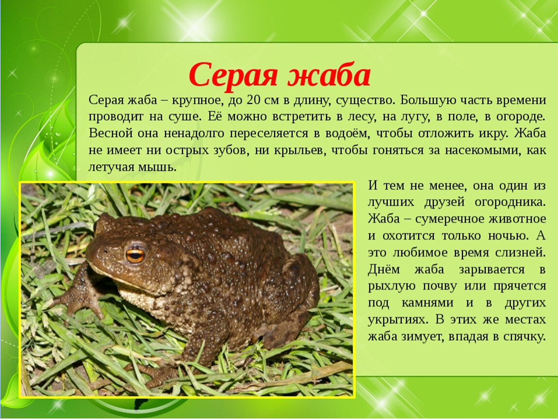 Лягушка это какое животное. Рассказ о жабе 2 класс окружающий мир. Земноводные животные 2 класс лягушка. Серая жаба. Серая жаба описание.