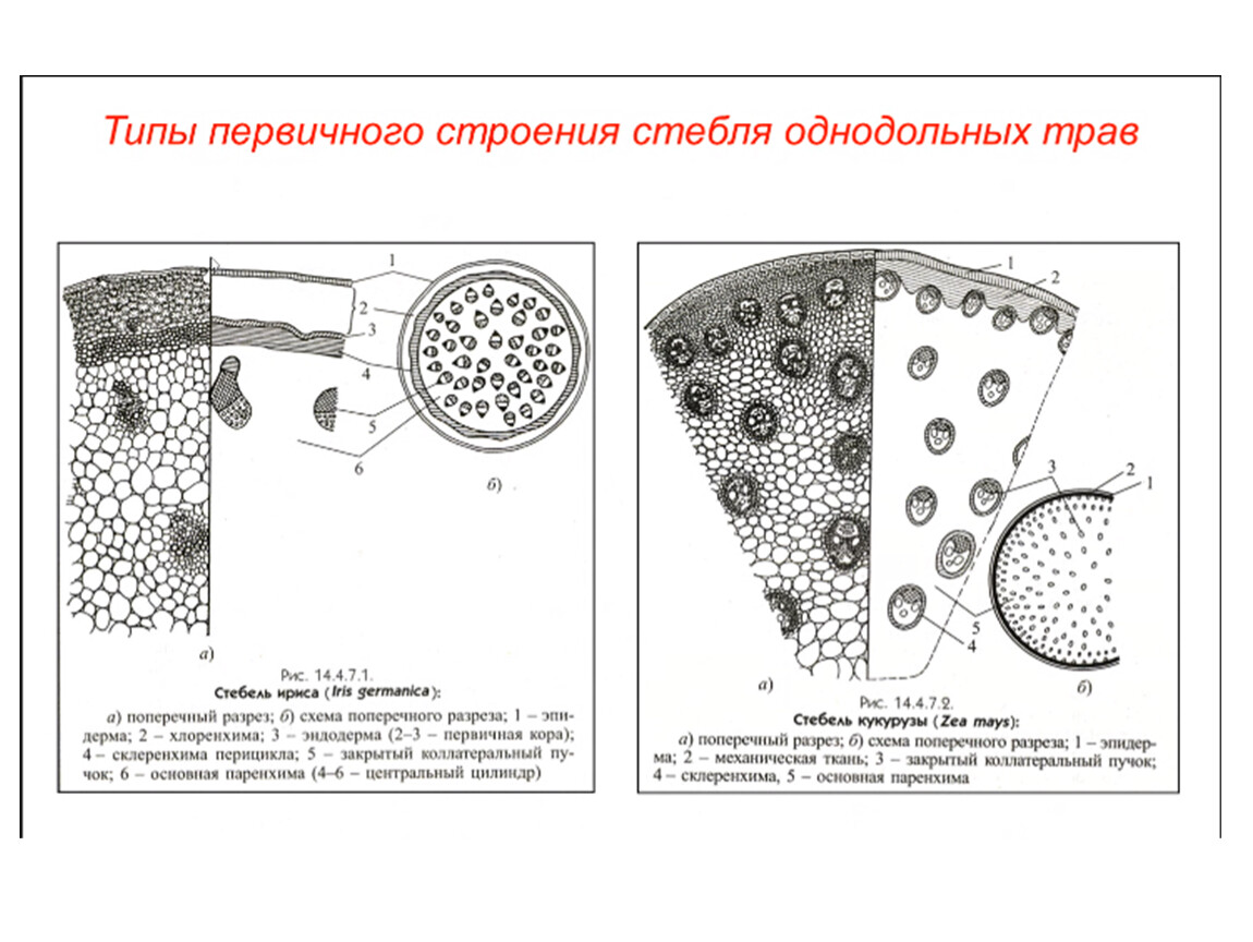 Схема стебля. Первичное строение стебля однодольных. Первичное строение стебля однодольных растений. Строение стебля однодольного растения кукурузы. Схема строения стебля кукурузы.