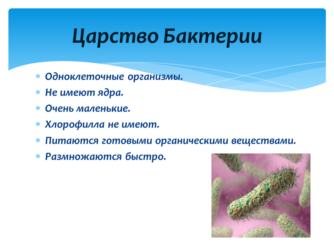 Общая характеристика бактерий 7 класс биология презентация. Микроорганизмы царство бактерии. Представители царства ба. Представители царства бактерий. Представители царства бактерий 5 класс.