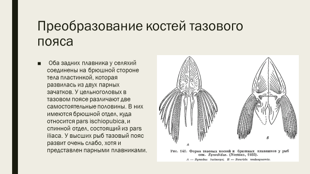 Рассмотрите рисунок с изображением передних конечностей позвоночных животных