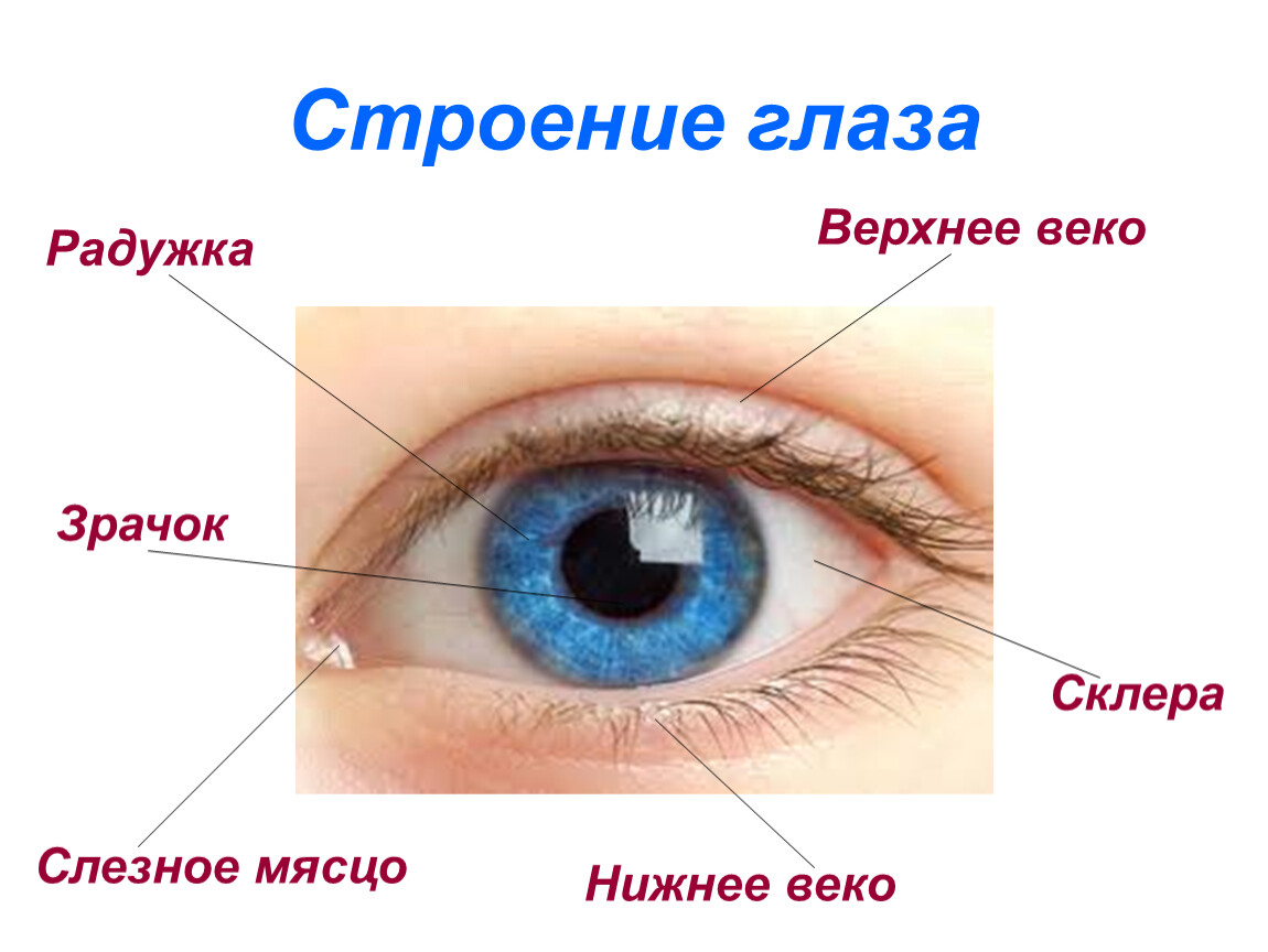 Зрачок в организме человека выполняет функцию. Внешнее строение глаза анатомия. Строение глаза слезное мясцо. Внешнее строение человеческого глаза. Строение глаза человека для дошкольников.