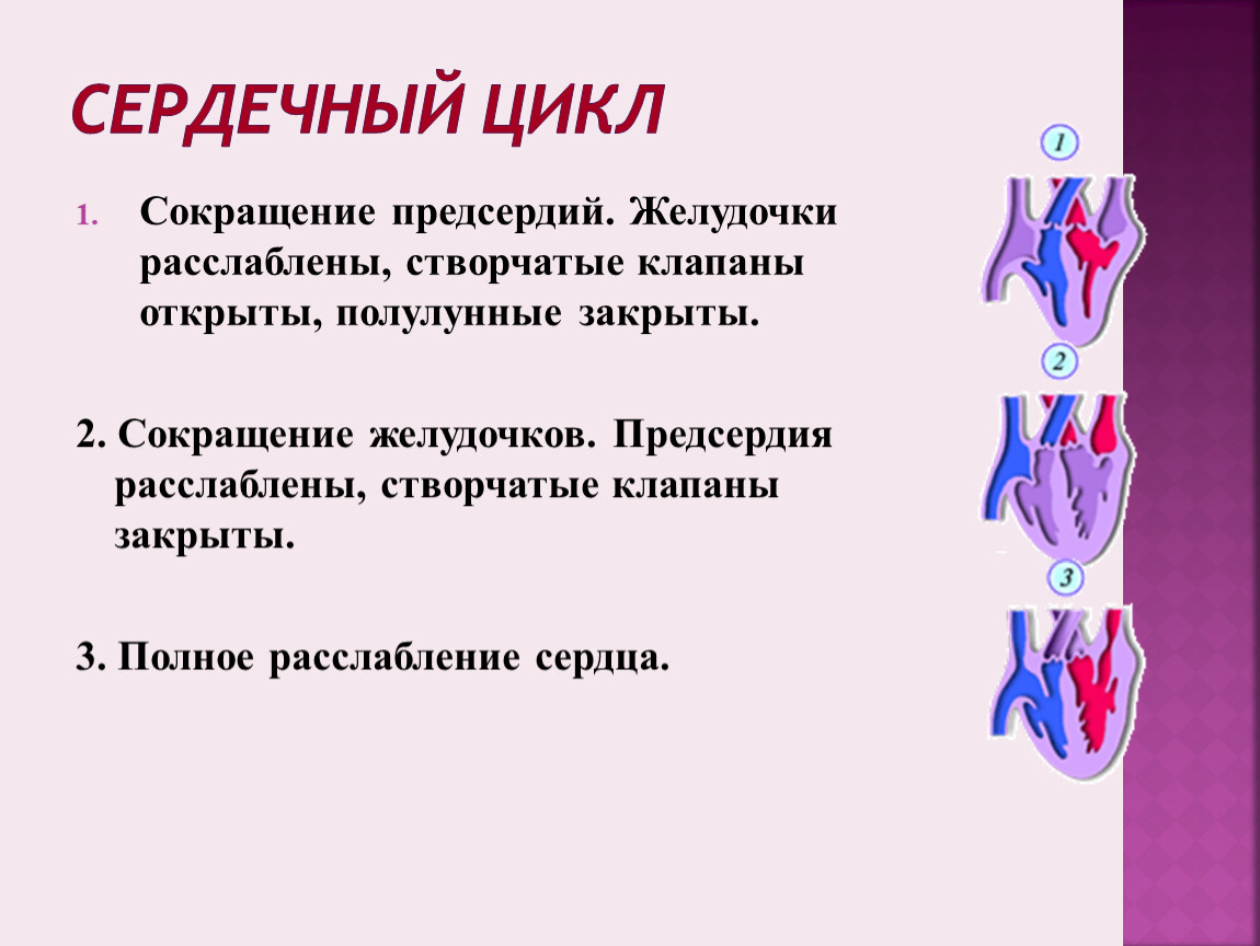 Сокращение цикла. Сердечный цикл функции. Сердечный цикл сокращение предсердий. Уязвимый период сердечного цикла. Функция сокращения сердца.