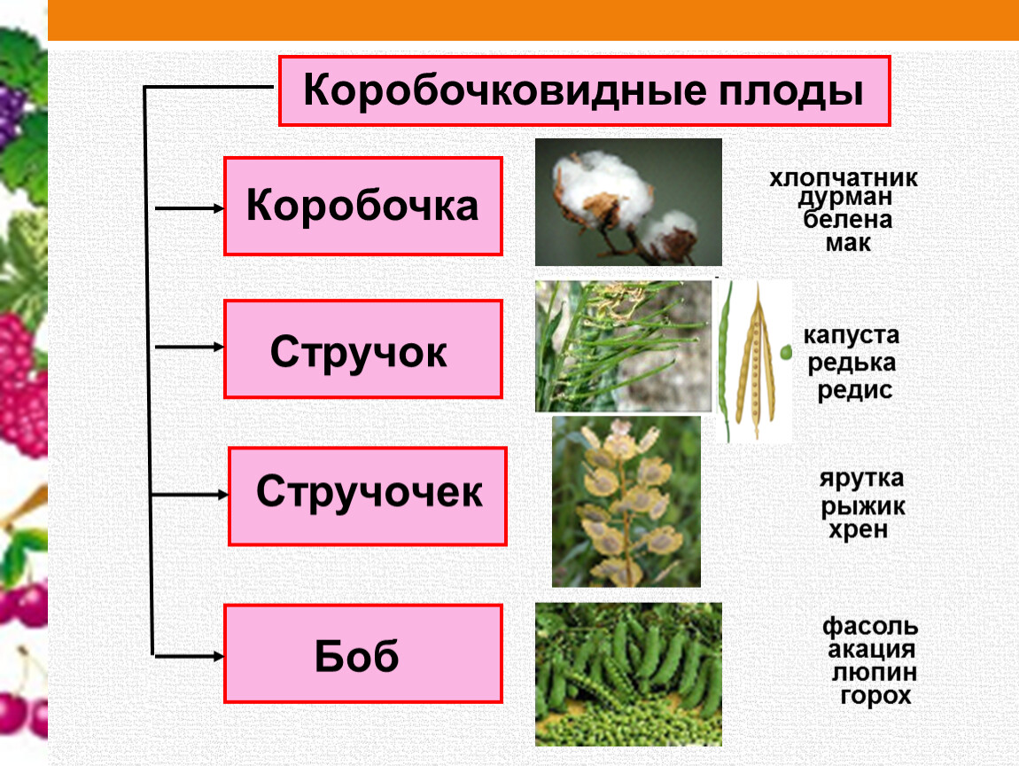 Соцветия и плоды биология 6 класс тест. Коробочковидные плоды биология 6. Плод стручок плод коробочка. Коробочковидные стручок. Таблица коробочковидные плоды.