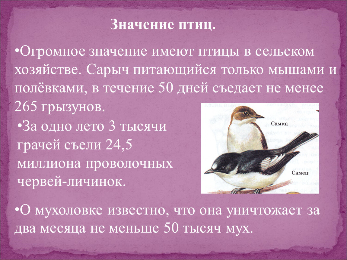 Какая птица обладает самыми большими. Значение птиц в жизни человека.