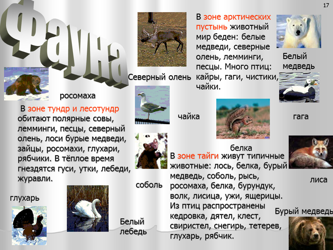 Презентация животный мир россии 8 класс география. Фауна для презентации. Животный мир презентация.