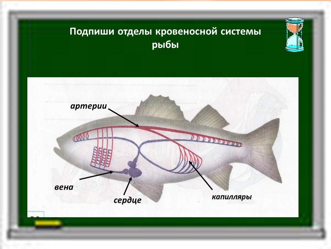 Подпишите отделы. Подпишите отделы кровеносной системы рыбы. Подпиши отделы кровеносной системы рыбы. Системы рыб. Кровеносная система рыб.