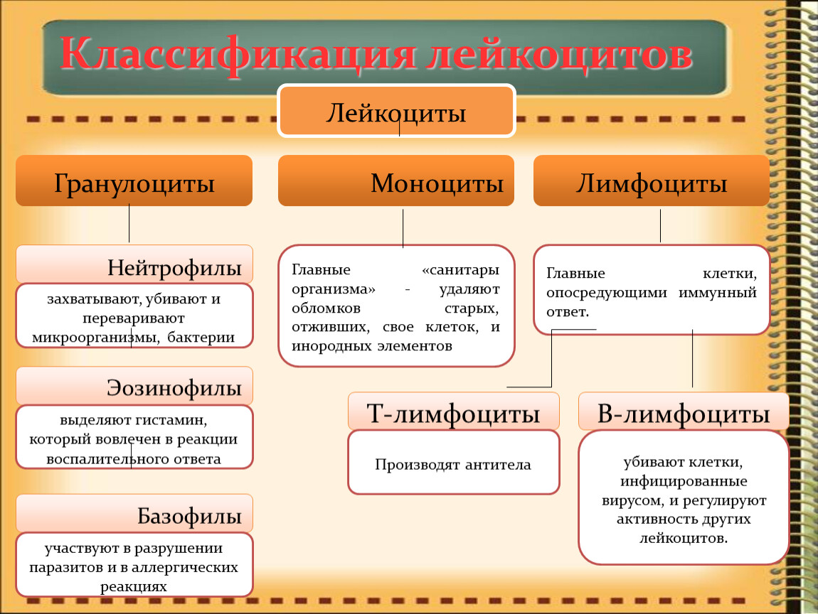 Лейкоциты виды. Функции лейкоцитов схема. Классификация кровяных клеток. Классификация лейкоцитов и их функции. Классификация и функции различных видов лейкоцитов.