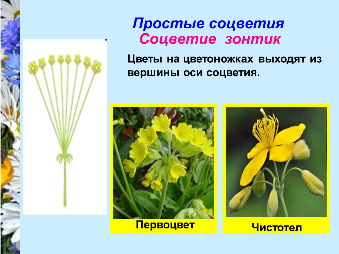 Простой зонтик растения