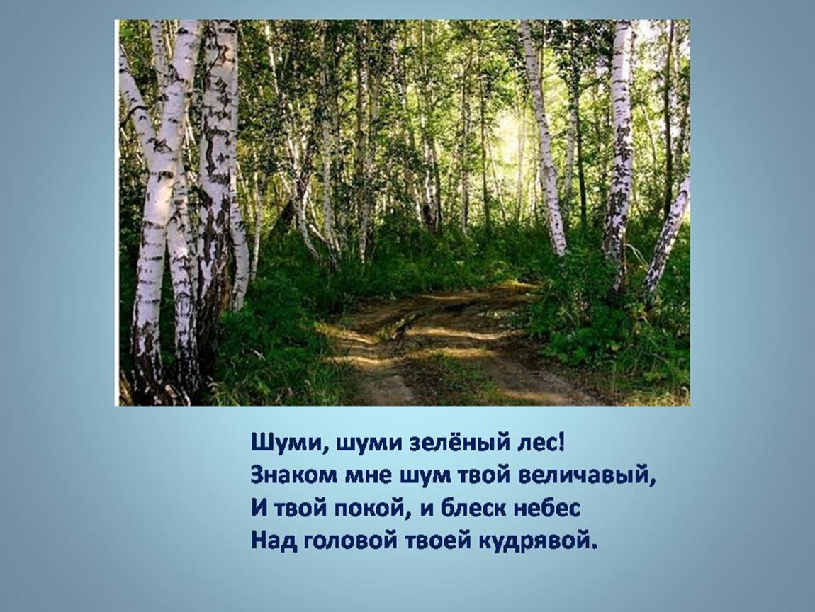 А лес все гудел и гудел. Никитин лес стихотворение.