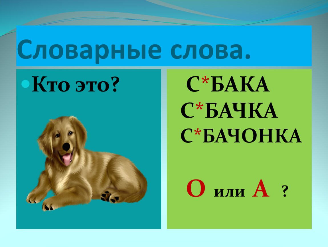 Магазин словарное слово в картинках