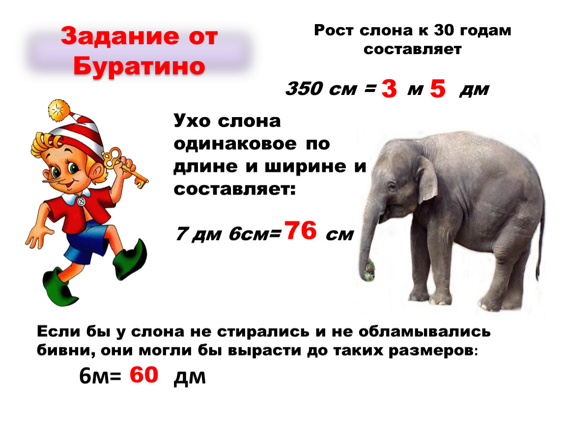 Вырасти слона. Рост слона. Рост слоненка. Какой рост у слона. Размеры слона в метрах.