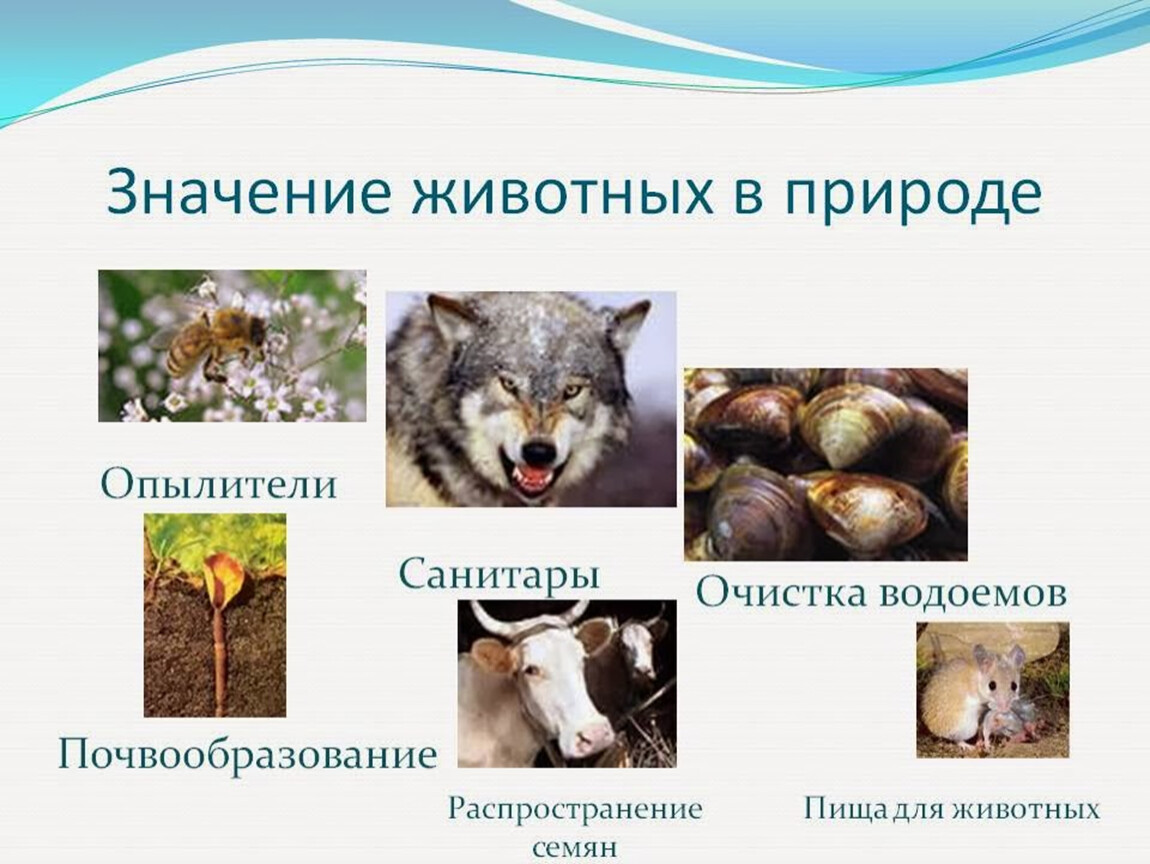 Значение животных в природе и жизни человека таблица