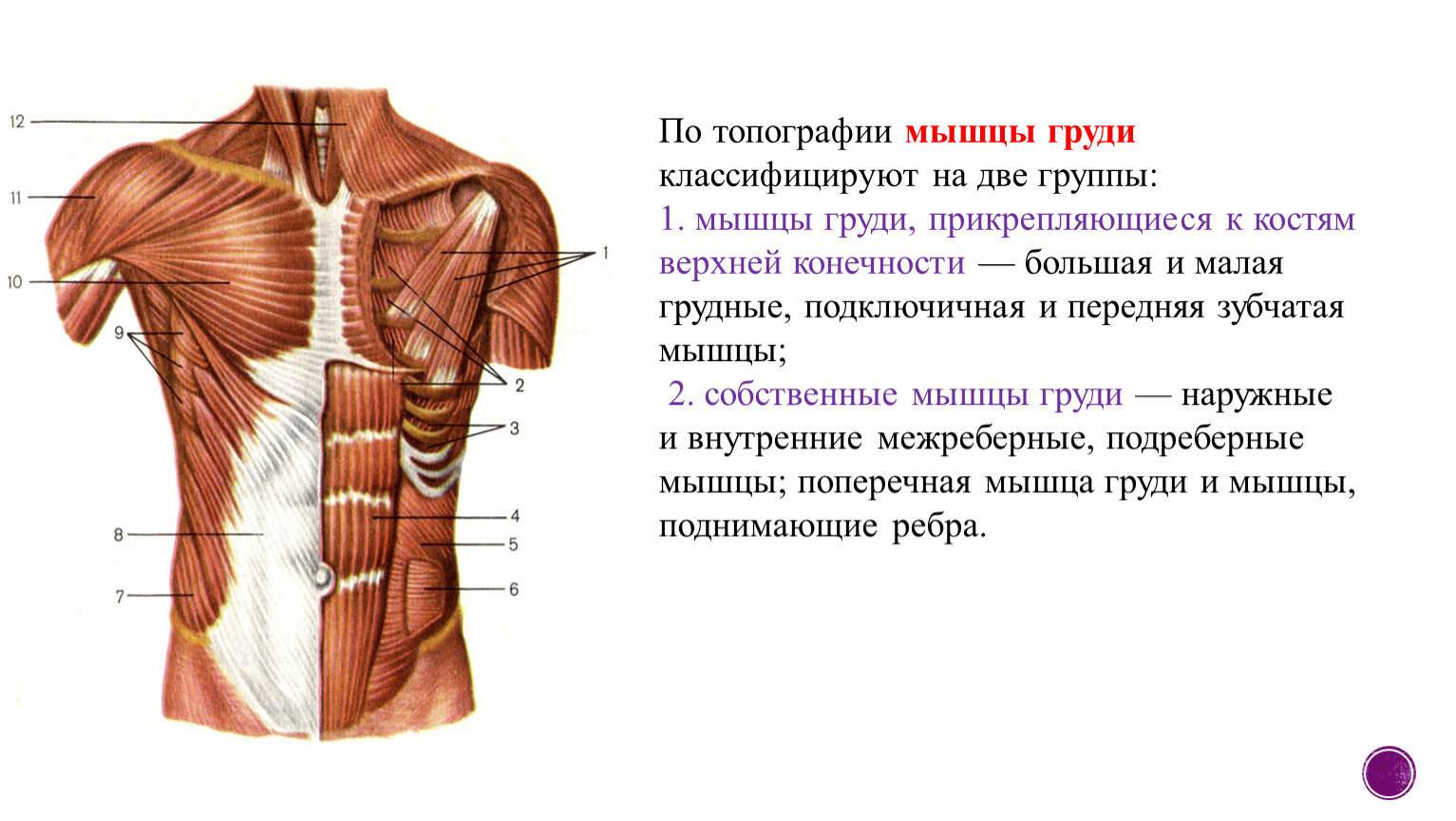 Верхние мышцы туловища. Поверхностные мышцы грудной клетки анатомия. Изучите топографию и функции мышц груди. Мышцы грудной клетки спереди. Мышцы груди, туловища спереди.