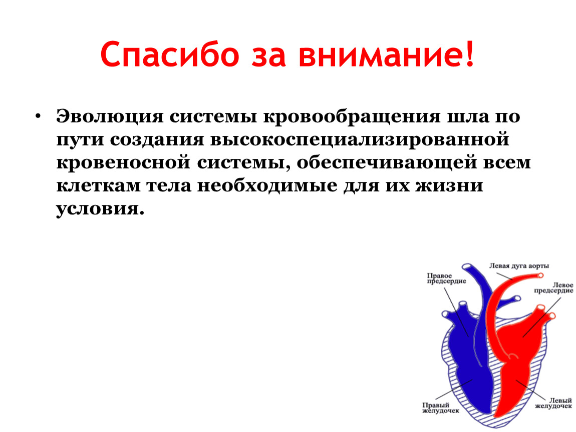 Система эволюции. Эволюция системы кровообращения шла по пути создания. Эволюция кровеносной системы. Биология Эволюция кровеносной системы. Кровеносная система оленя.