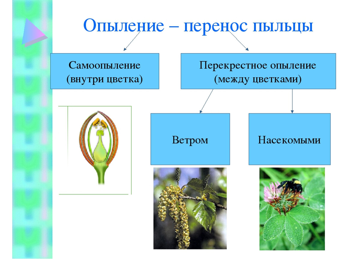 Способ опыления пыльца. Схема опыления цветковых растений. Опыление растений насекомыми схема. Перекрестное самоопыление растений. Способы опыления покрытосеменных растений.
