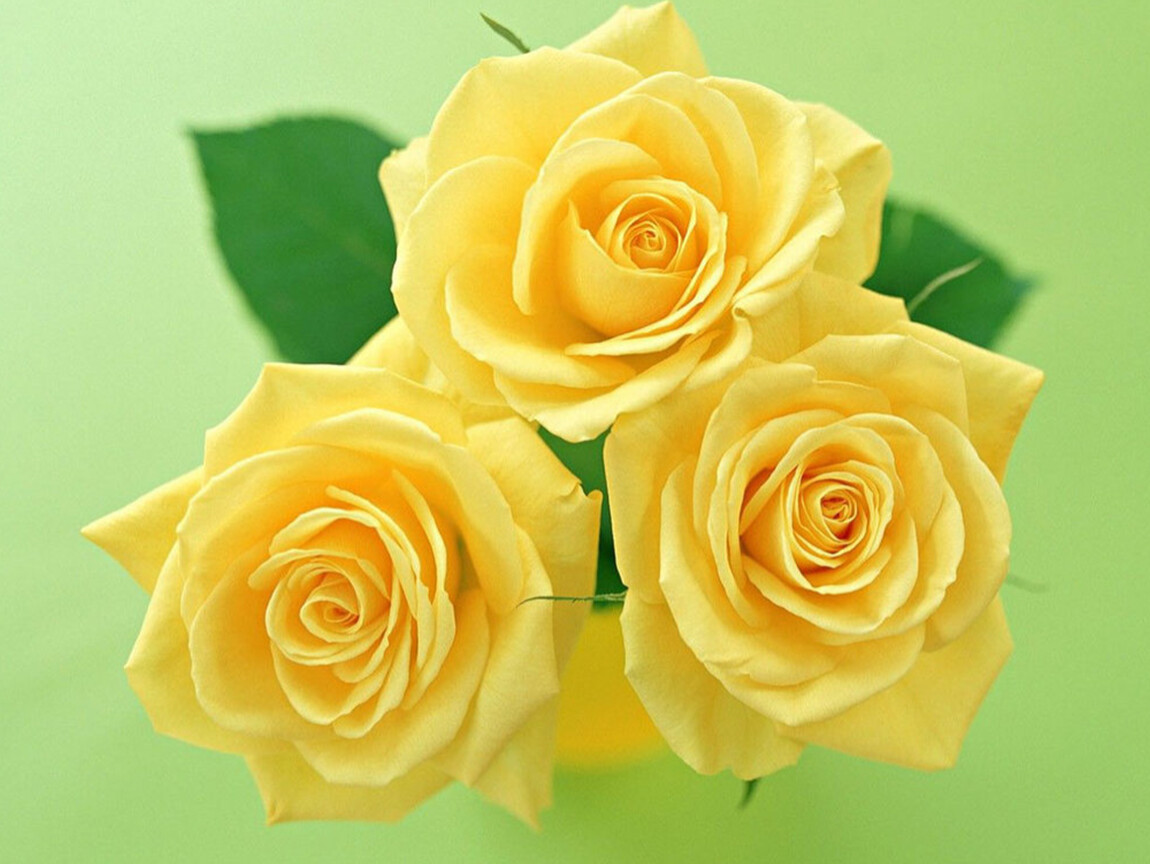 Текстура желтый розы