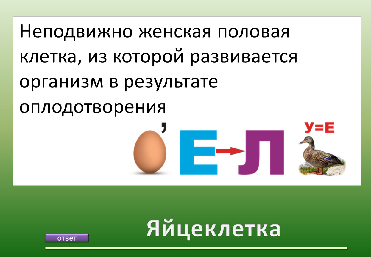 Яйцеклетка Неподвижно женская половая клетка, из которой развивается организм в результате оплодотворения