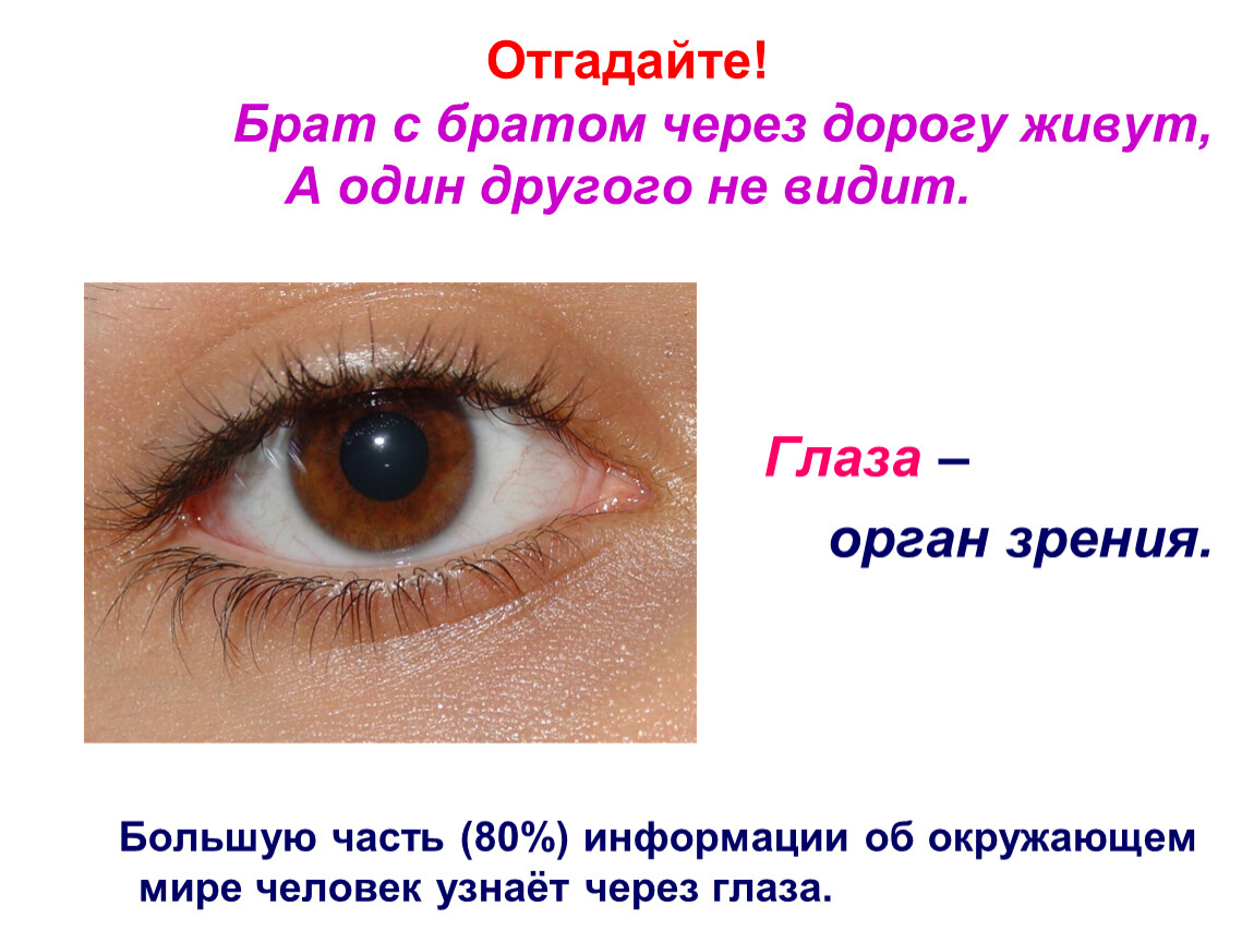 Ресницы выполняют функции. Глаза орган зрения 3 класс окружающий мир. Доклад на тему глаз. Презентация на тему орган чувств глаз. Глаза орган зрения сообщение.