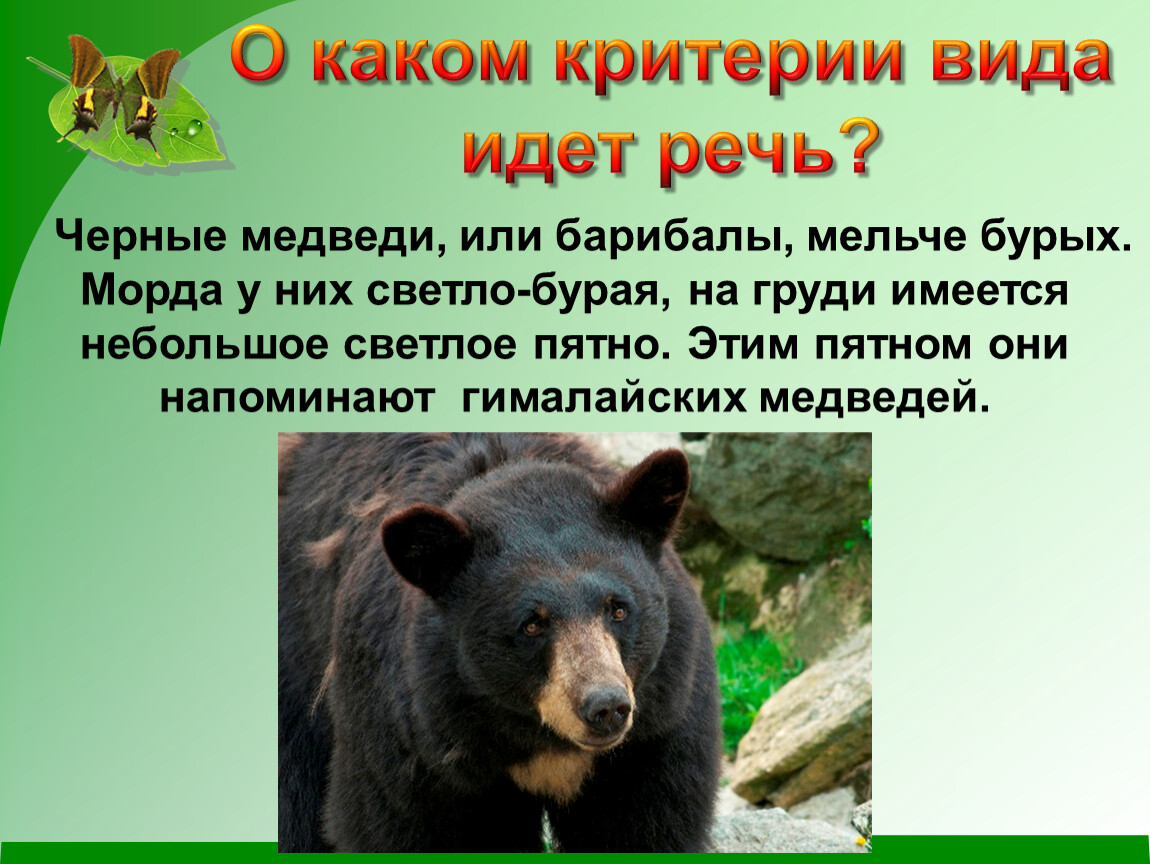 Идите какой вид. Критерии вида медведя. Критерии вида гималайского медведя. О каком критерии вида идет речь. Гималайский медведь морфологический критерий.