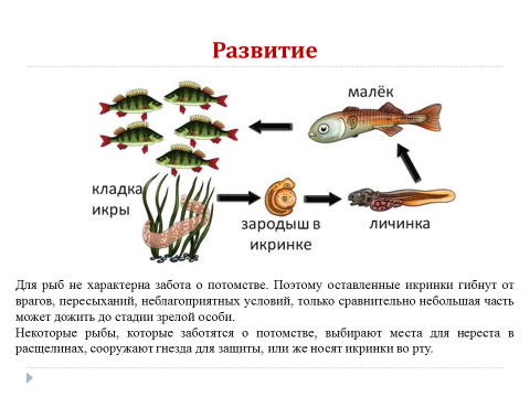 Какая биология изучает рыб. Презентация внешнее строение рыбы 7 класс по биологии. Таблица по биологии 7 класс на тему внутреннее строение рыбы. Таблица по биологии 7 класс по теме внутреннее строение рыб. Строение и размножение рыб.