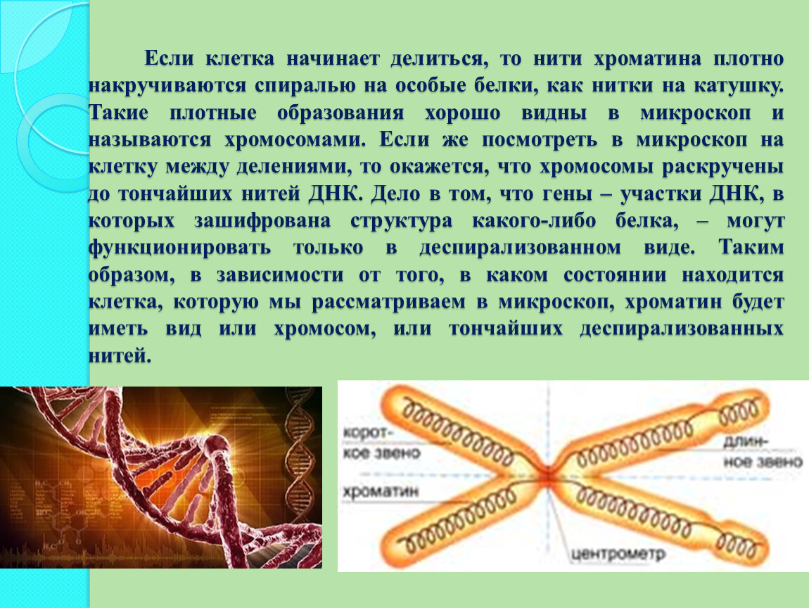 Клеточный нитей. Нити хроматина. Клетка начинает делиться. Хроматиновые нити и хромосомы. Хроматин это тонкие нити.