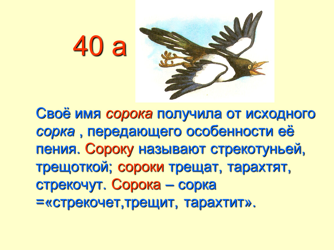 Что делает 40. Имя для сороки. Сорока стрекочет. Сорока трещит. Сороки стрекочут или стрекочат.