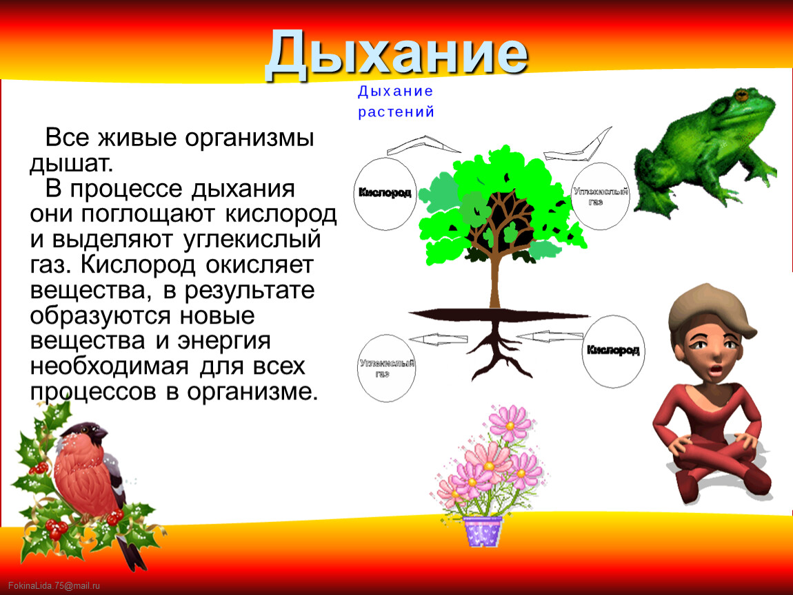 Цвет необходим живым организмам для. Дыхание живых организмов. Растение живой организм. Процесс дыхания живых организмов. Растения все живые организмы в процессе дыхания поглощают.