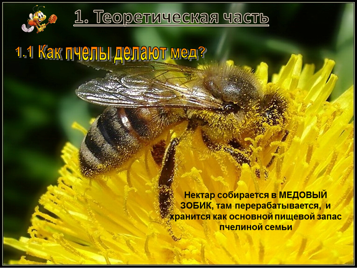 Какие пчелы превращают нектар в мед. Медовый зобик пчелы. Вредители пчел. Как пчелы делают мед. Здоровье на крыльях пчелы презентация.