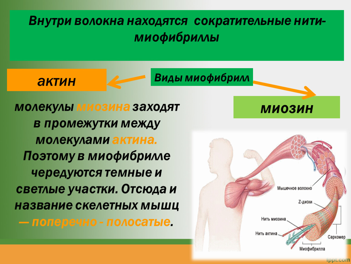 Биология 8 класс движение. Актин и миозин функции. Миозин функция в организме. Функции белков актина и миозина. Строение мышцы актин и миозин.