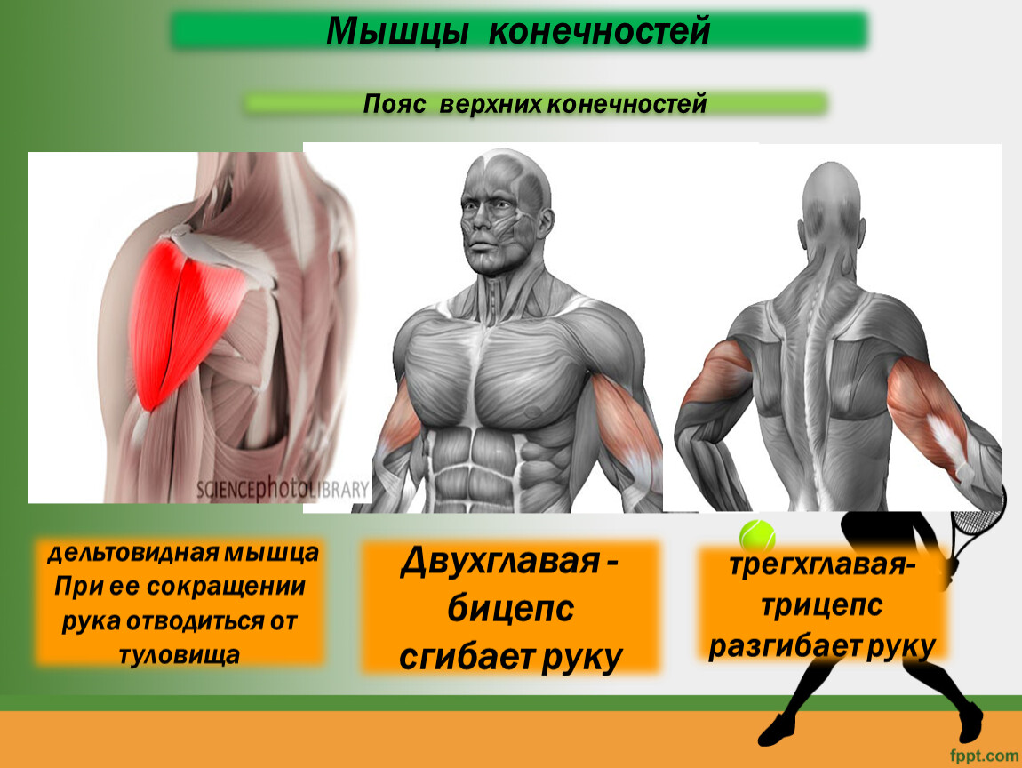 Основные работы мышц. Мышцы. Строение мышцы. Мышцы презентация. Строение мышц 8 класс биология.